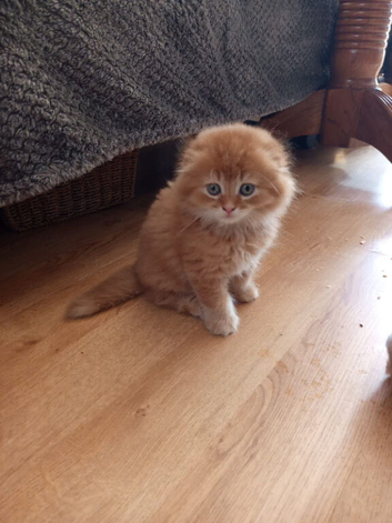 Kittens ready for rehoming