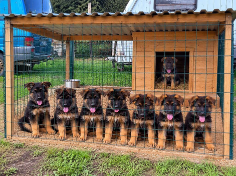 GERMAN SHEPHERD PUPPIES LOOKING FOR LOVING HOMES