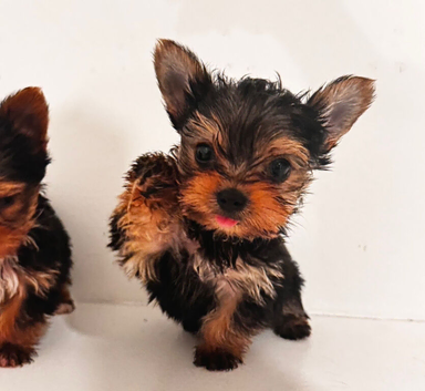 Gorgeous tiny yorkie pups. Ready now