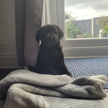 Working labrador puppies for sale