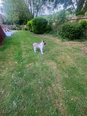 Female puppy
