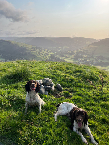 Kc registered English springer spaniel pups