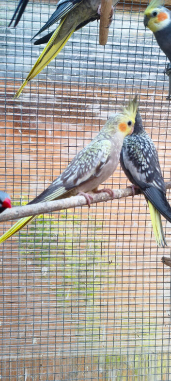 Two young cockatiels for sale in Maidstone