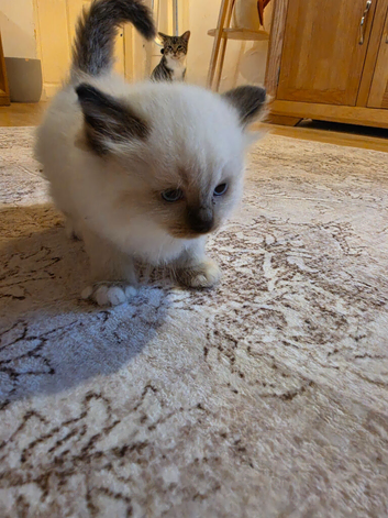 Ragdoll kittens ready 26/9