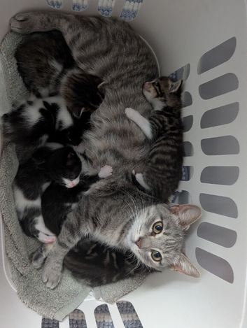 Kittens for sale