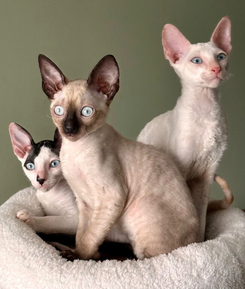 Beautiful Cornish Rex Kittens Ready Now