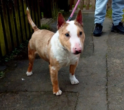 Miniature English Bull Terrier at stud