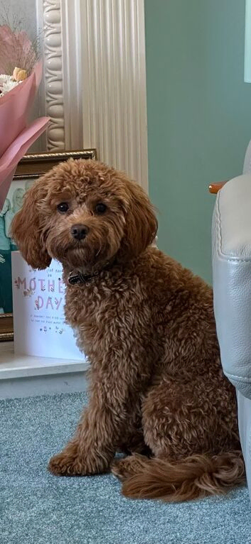 Cavapoo puppies