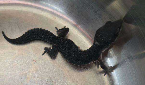 2 x pure black night females