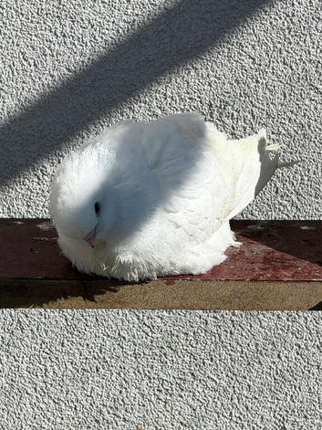 Figuritas Pigeon