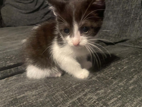 2 kittens female
