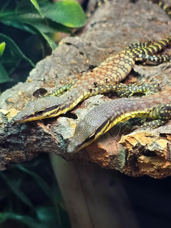 Baby Kimberly rock monitors