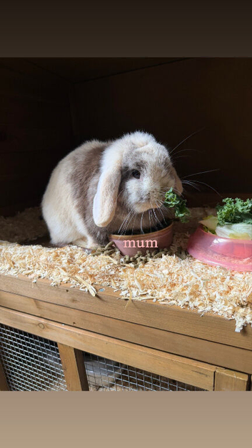 Mini Lop Kits Due Soon