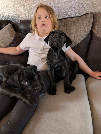 10 week old puppies ****800,,,,,,