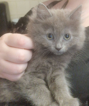 Beautiful grey kittens
