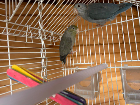 Pair parrotlets