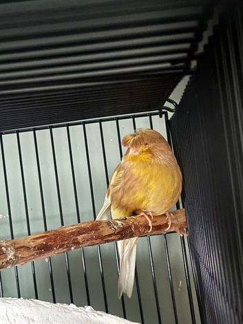 Female canary