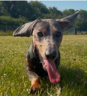 Monty the dachshund