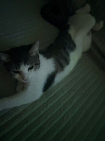 Selling kittens