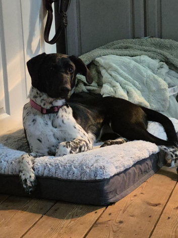 Beautiful female 9 month old German pointer cross collie