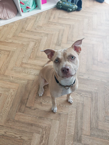 11month old American bulldog