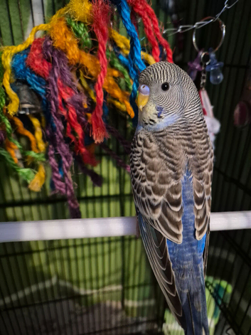 Baby budgies