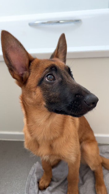Belgian malinois puppy