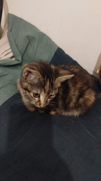 Playful and loving Kitten for sale