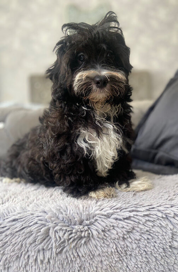 Maltipoo last boy!