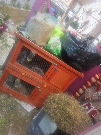Miny lop boy and girl with hutch