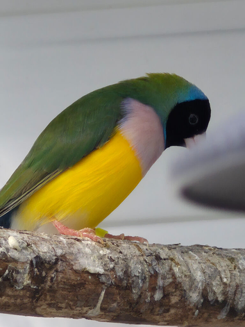 2 Gouldian cock birds