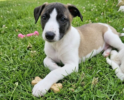 Kc whippets