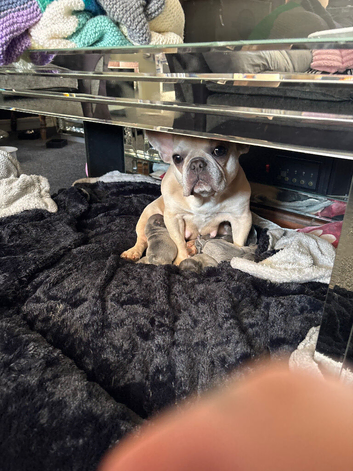 French bulldog cross Chihuahua