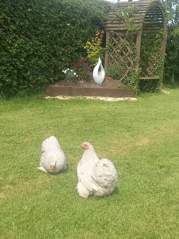 Lavinder pekins for sale !!!