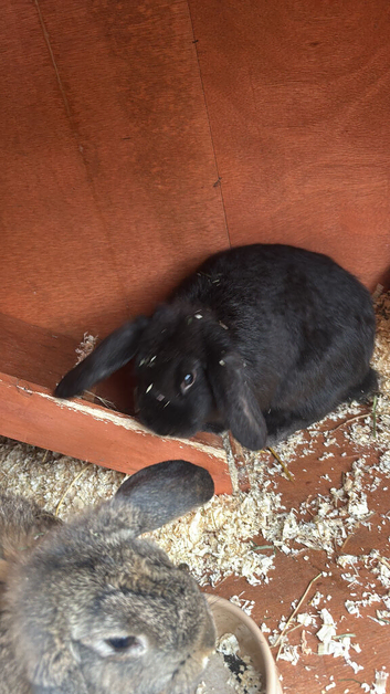 Female mini lop