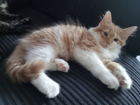 Ginger and White Fluffy Tabby boy 10 weeks old