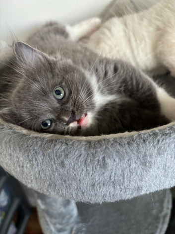 Ragdoll kittens born 10/07/26