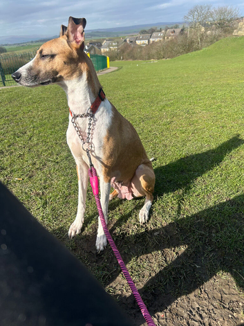 Female 5 year old lurcher