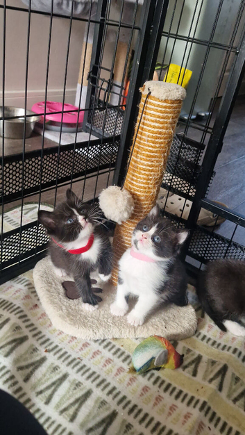 Tuxedo kittens