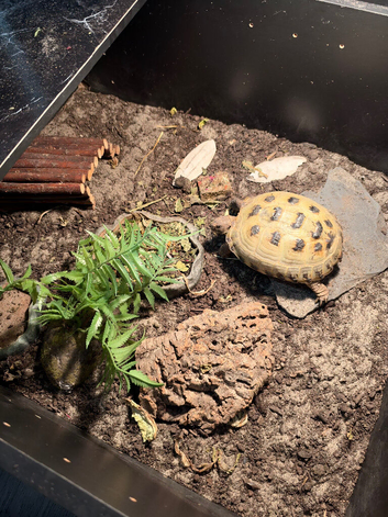 Horsefield tortoise