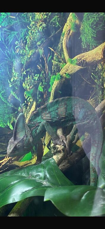 Male veiled Chameleon