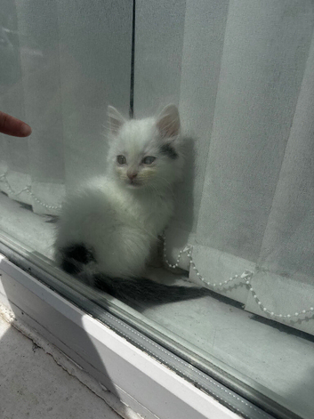 3 beautiful kittens 2 girls 1 boy