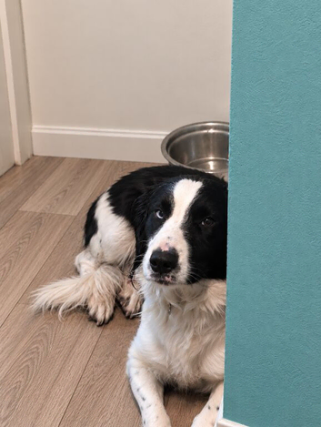 Lovely collie x