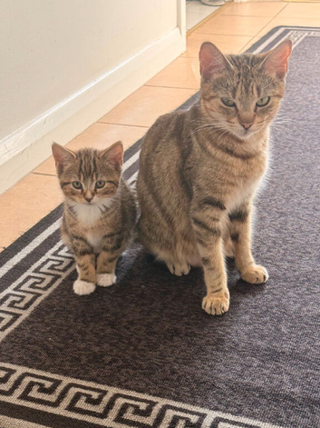 Tabby kittens