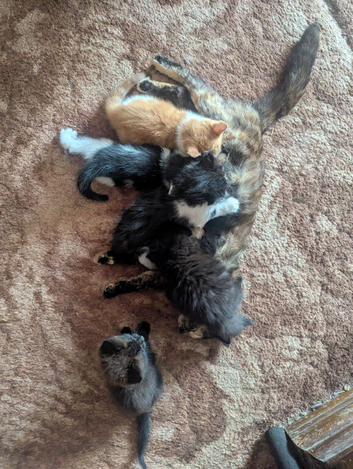 4 adorable kittens for sale
