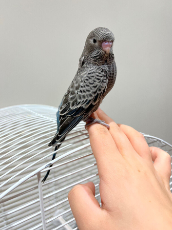 BW/BF budgies