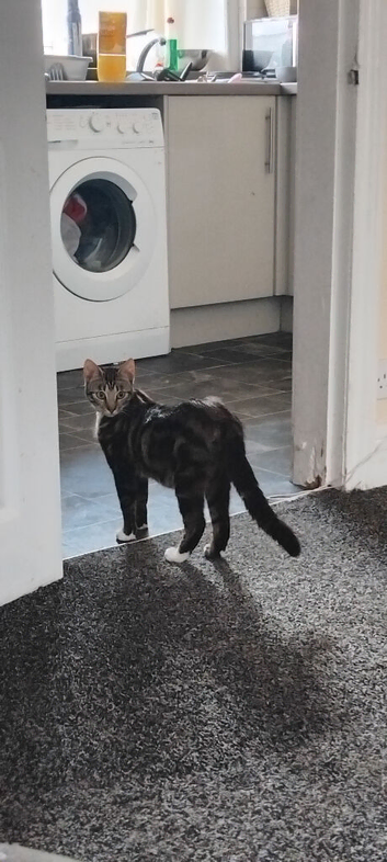 Female cat