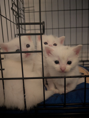 3 small kittens