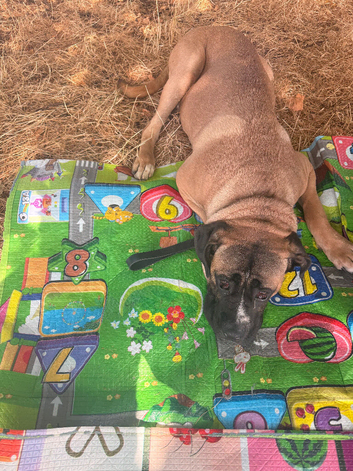 10-Month-Bullmastiff Boy - Looking for a Home