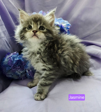 Mainecoons 1 boy and 1 girl left